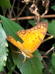 Phalanta