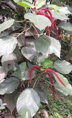 Acalypha hispida