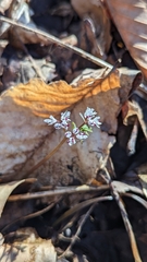 Erigenia bulbosa