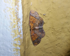 Melinodes detersaria