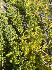 Batis maritima
