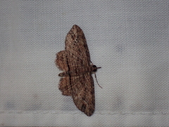 Chloroclystis filata