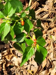 Capsicum annuum