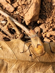 Serinethinae