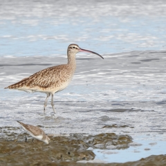 Numenius phaeopus hudsonicus