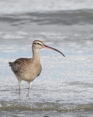 Numenius phaeopus hudsonicus