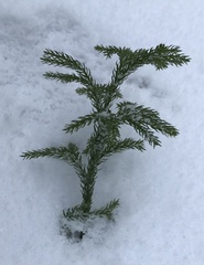 Dendrolycopodium hickeyi