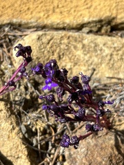 Lobelia gibbosa