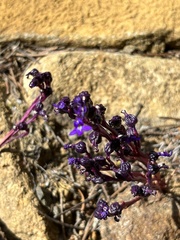 Lobelia gibbosa