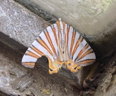 Pityeja histrionaria