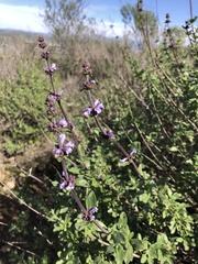 Salvia munzii
