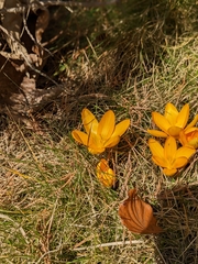 Crocus chrysanthus