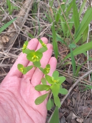 Euphorbia roemeriana