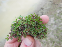 Elatine brachysperma