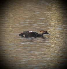 Lophodytes cucullatus