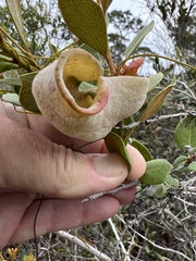 Exobasidium ferrugineae