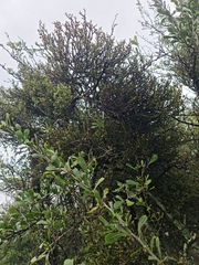 Viscum rotundifolium