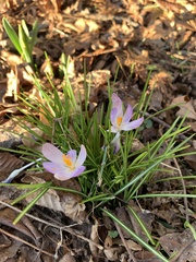 Crocus tommasinianus