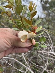 Exobasidium ferrugineae