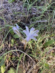 Androstephium coeruleum