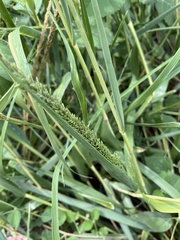 Eragrostis variabilis
