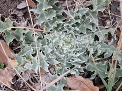 Cirsium texanum