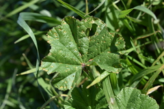Puccinia malvacearum