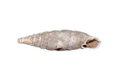 Laciniaria plicata