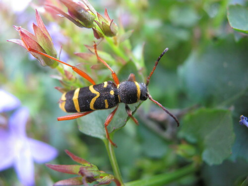 Wasp beetle
