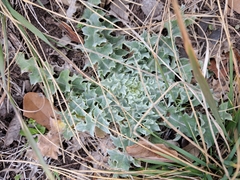 Cirsium texanum