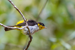 Hemithraupis flavicollis