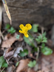 Ranunculus auricomus