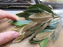 Ocotea sericea