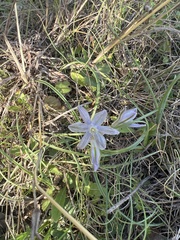 Androstephium coeruleum