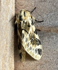 Hypercompe nemophila