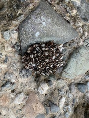 Pollicipes polymerus