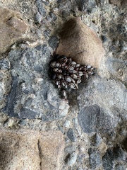 Pollicipes polymerus