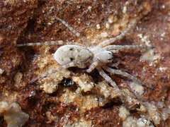 Tetralycosa