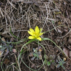 Gagea bohemica