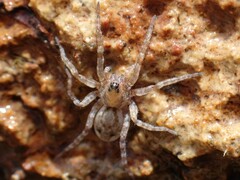 Tetralycosa