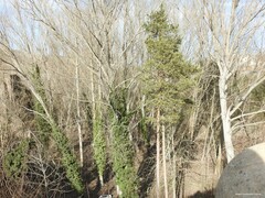 Populus × canadensis
