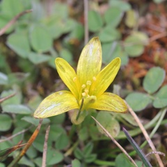 Gagea bohemica