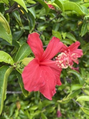 Hibiscus clayi