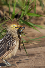 Leptodactylus latrans