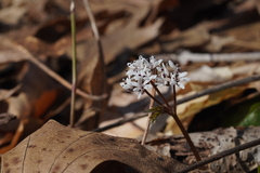 Erigenia bulbosa