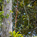 Vriesea procera - Photo (c) Gabriel Bonfa, algunos derechos reservados (CC BY-NC), subido por Gabriel Bonfa