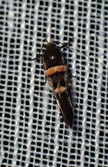 Macrobathra alternatella