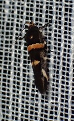 Macrobathra alternatella