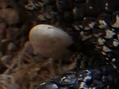 Bothriocroton hydrosauri