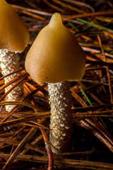 Psilocybe zapotecorum